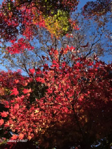 御殿場高原 時之栖 ホテル周辺 Photos