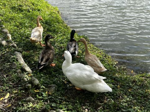 宜蘭中天温泉度假飯店優惠