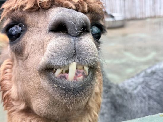 南京紫清湖温泉度假酒店優惠