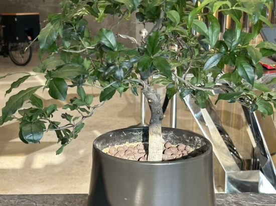 成都茂業JW萬豪酒店優惠