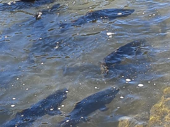 多倫多機場福朋喜來登酒店優惠