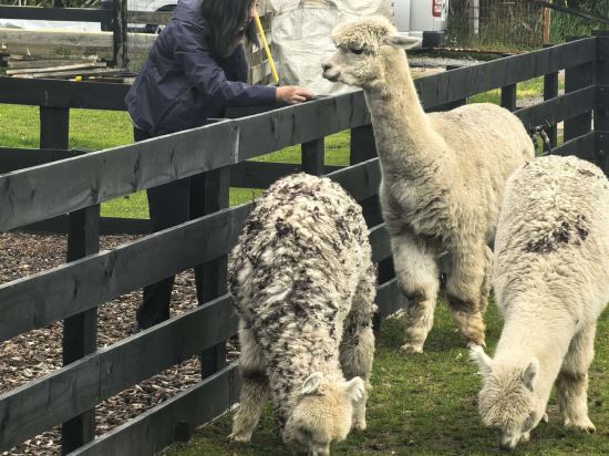 羅託路亞世外桃源旅舍優惠