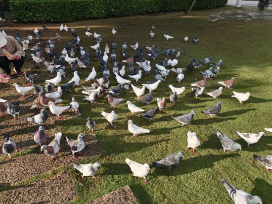 廈門天鵝大酒店優惠