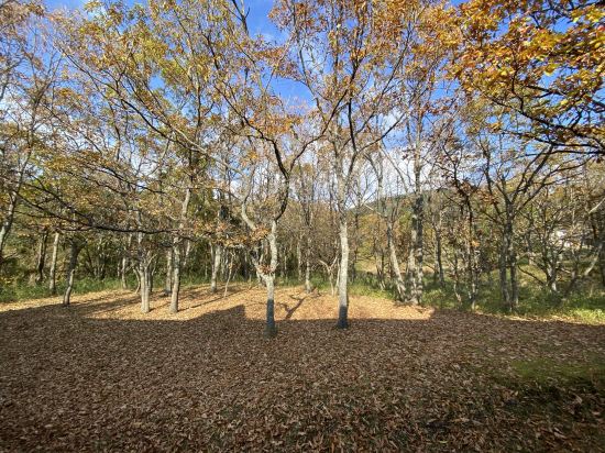 久住高原 銀河のやどきのこ 2 世号 クーポン