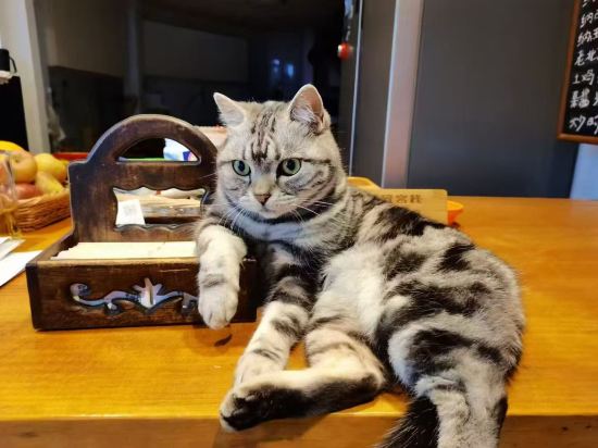 玉龍善哉善哉精緻客棧優惠