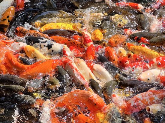 三亞灣海居鉑爾曼度假酒店優惠