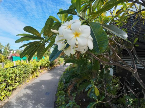 斐濟海灘希爾頓度假酒店優惠