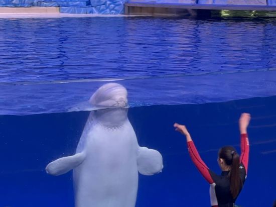 珠海長隆企鵝酒店優惠