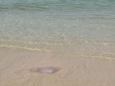 斯攀瓦巴巴海灘俱樂部泳池別墅攀牙店 （SHA Extra Plus）優惠