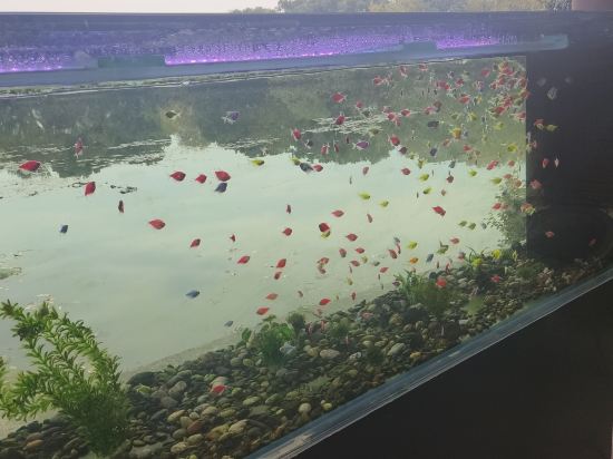 杭州索菲特西湖大酒店優惠