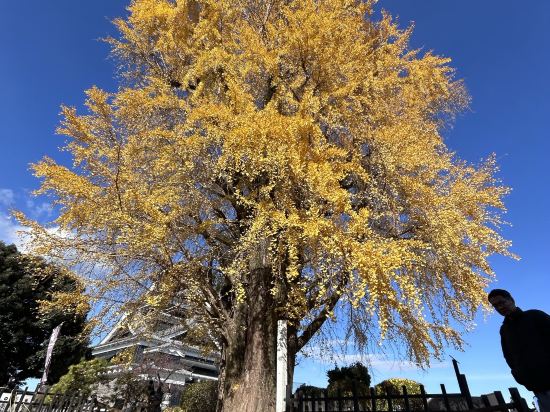 熊本城景觀舒適公寓飯店優惠