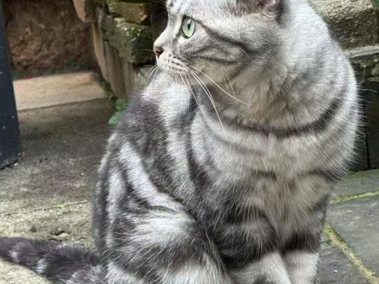 玉龍善哉善哉精緻客棧優惠