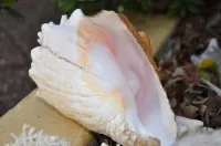 Dream of the Green Flamingo Hotels in Curacao