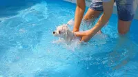 Varadero Pension Taean - piscina