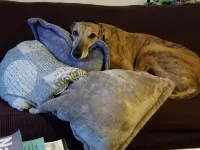 แคป ซานเต