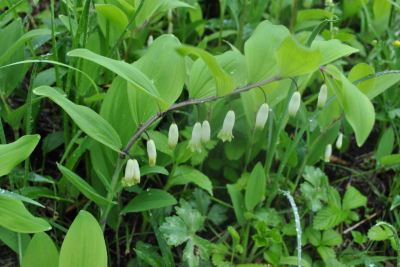 その他 レゾネイトクラブくじゅうの写真