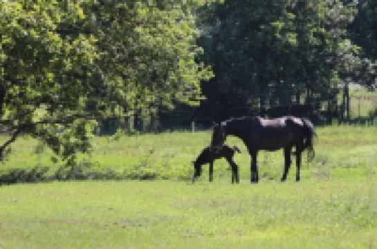 호텔 펜지온 린덴호프 노이첼레