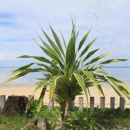 YAMA APARTMENTS - Private Beachfront