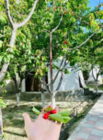 阿派克斯酒店及度假村斯卡杜