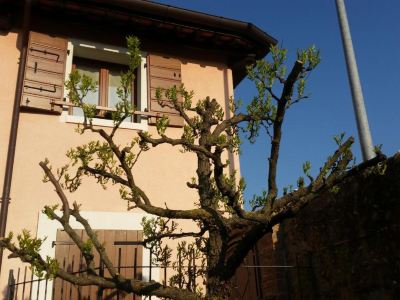 Alloggio Il Giuggiolo