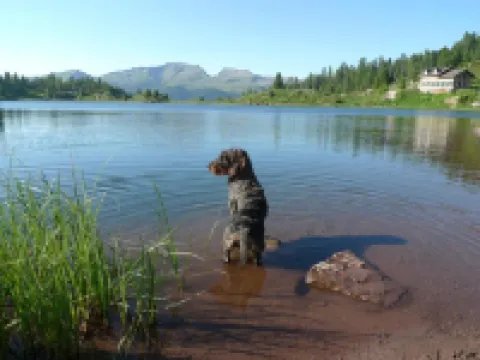 Albergo Centrale Hotels in Siror