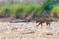 Bardia Tiger Resort