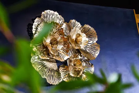 Arts et Millésimes Отели в г. Ле-Рисе