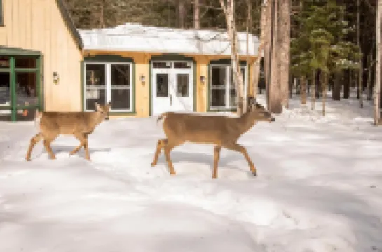Auberge le Cosy Tremblant Hoteles en 