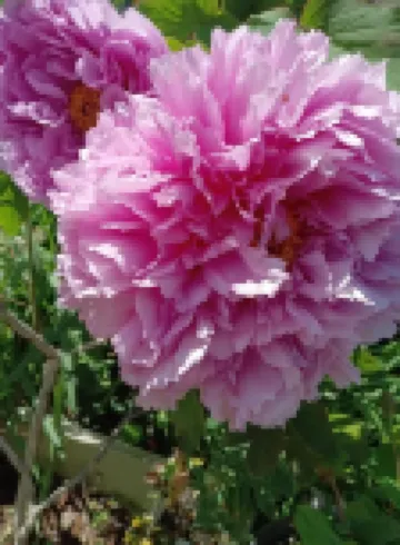 Tokyo downtown　Villa Area . PeonyA  . PeonyB