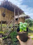 Tribu Kihud "Experience Simple Living" - Pet friendly