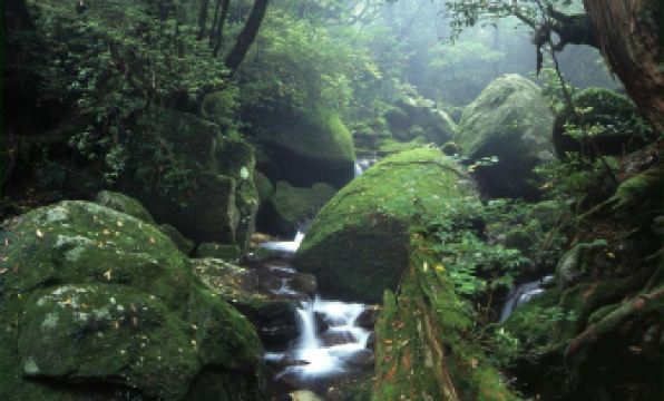 Yakushima Refresh Room