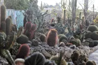 Garden Cactus