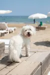 Hôtel Plage Palace & Spa - Lyx