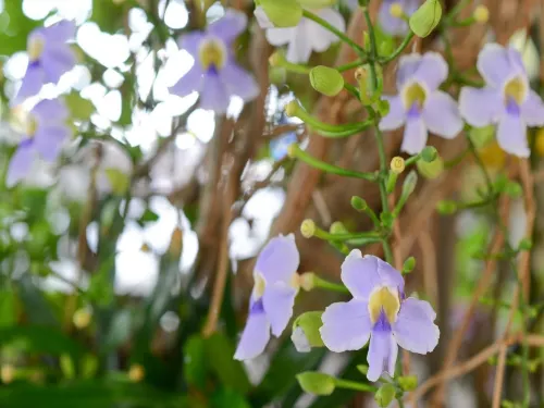 Ban U Thong Accommodations Photos