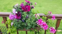 Riverwalk House B&B Hotels in Oughterard