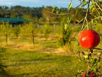 Talga Estate Hotels in Lovedale