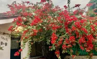 50N15 B&B