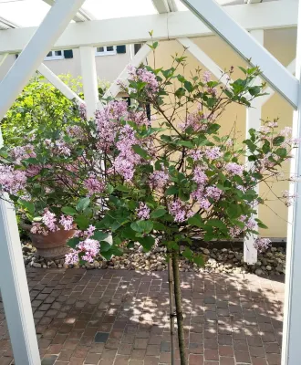 卡爾斯廣場生活