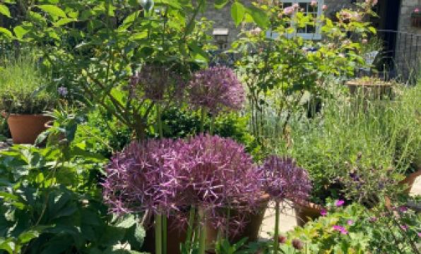 Maplestone - Housity