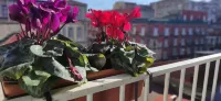 Terno Su Napoli Sanità - sarapan