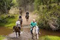 Refugio Parque Tepuhueico Zona Costa - Homestays