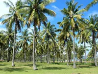 Sea Shell Resort Hotels in Gili Trawangan