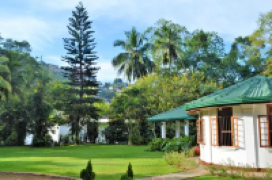 스위트 시나몬 칸디