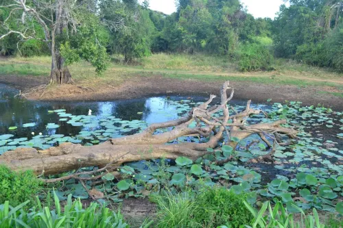 Hidden Jungle Village Hotels in Pahala Maragahawewa