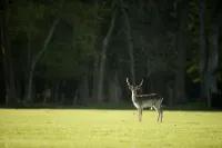 Daisybank Cottage Boutique Bed and Breakfast Hotels in Brockenhurst