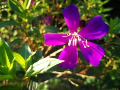 Other Barefeet Naturist Resort Photo