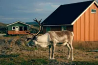 Nordkapp Camping Hotels in der Nähe von Flughafen Honningsvag Valan