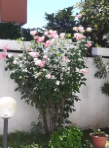 皮耶諾索爾民宿