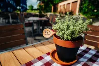Gasthof Linden & Wildkräuterhotel فنادق في Colmberg