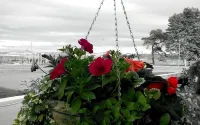 The Park Hotel Hotels in Dunoon